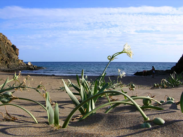 Playas de Calnegre